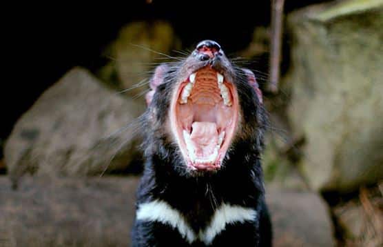 Tassie Devil | Park Trek