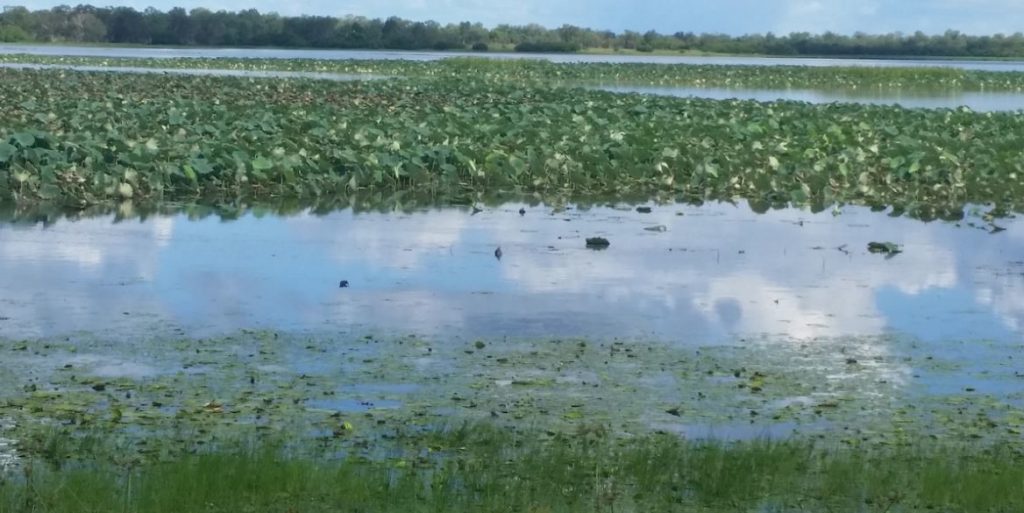 mamukala-wetlands-DAY1 | Park Trek