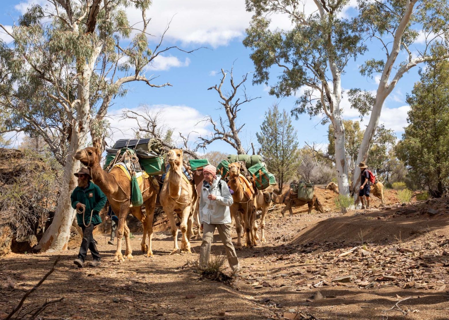 Camel Treks Australia, Flinders Ranges Guided tour