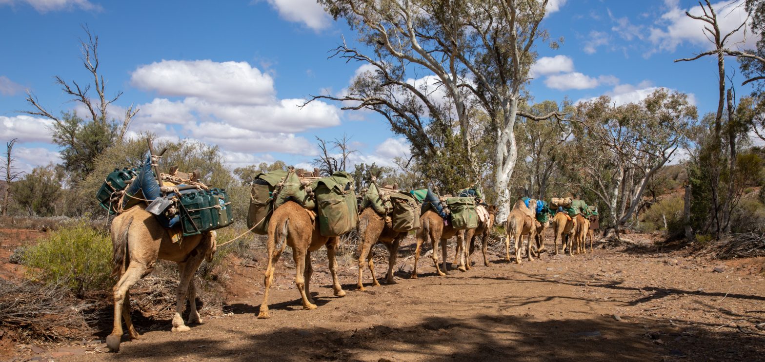 Walking the Flinders with Camels | Park Trek Walking the Flinders with Camels