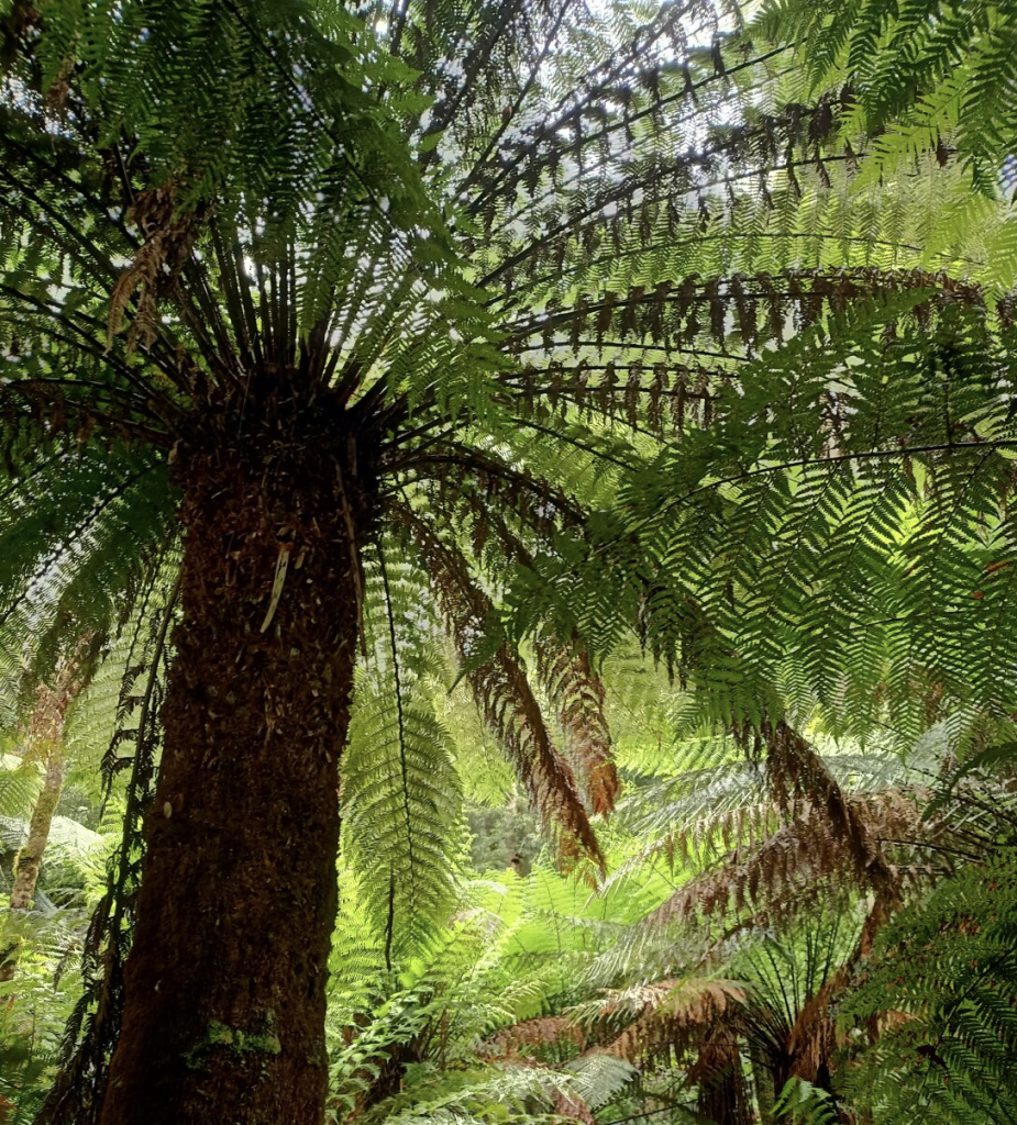 Screen-Shot-2024-01-25-at-2.45.54-pm | Park Trek