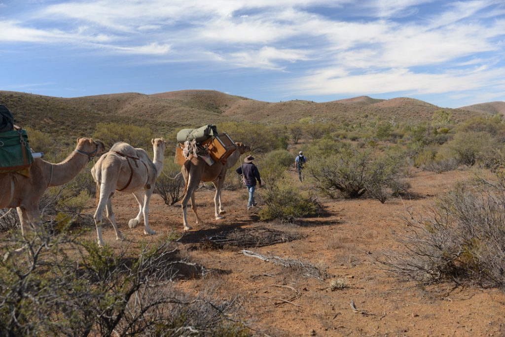 Flinders Ranges with Camels