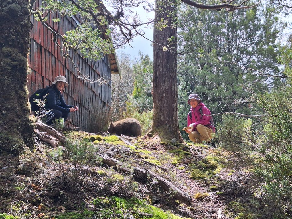 Cradle King Billy Wombats | Park Trek