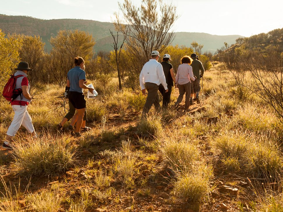 Larapinta walking in afternoon light | Park Trek