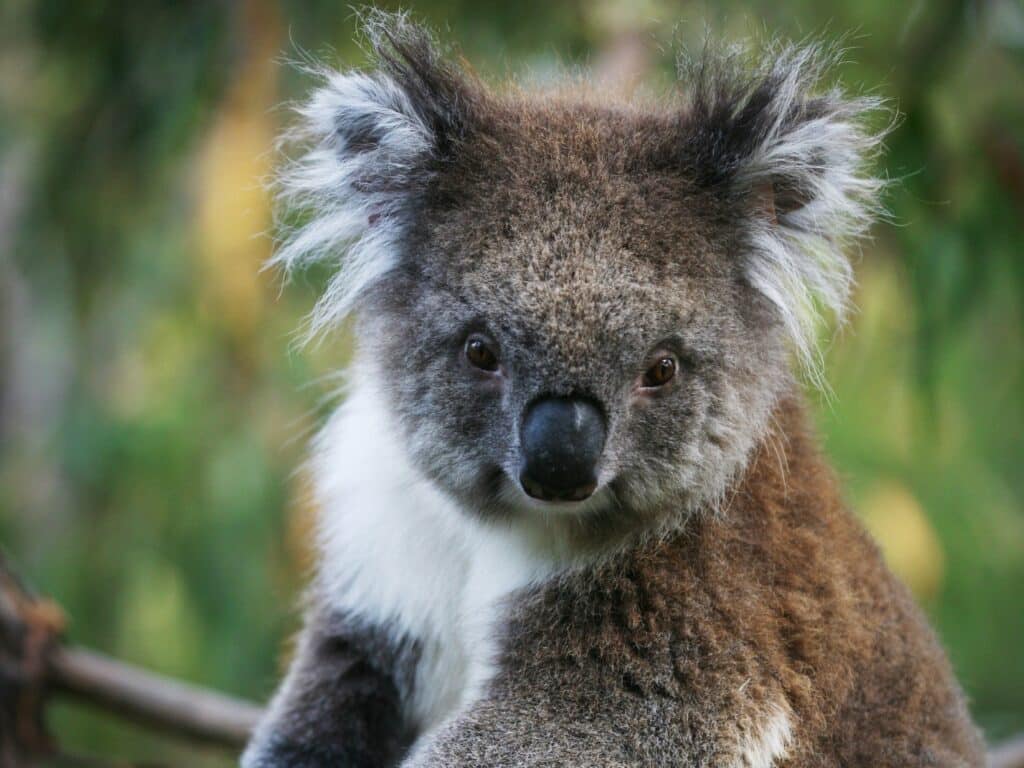 Koala | Park Trek Great Ocean Guided Walk