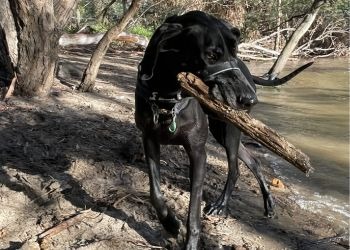 Park-Trek-Cleo | Park Trek