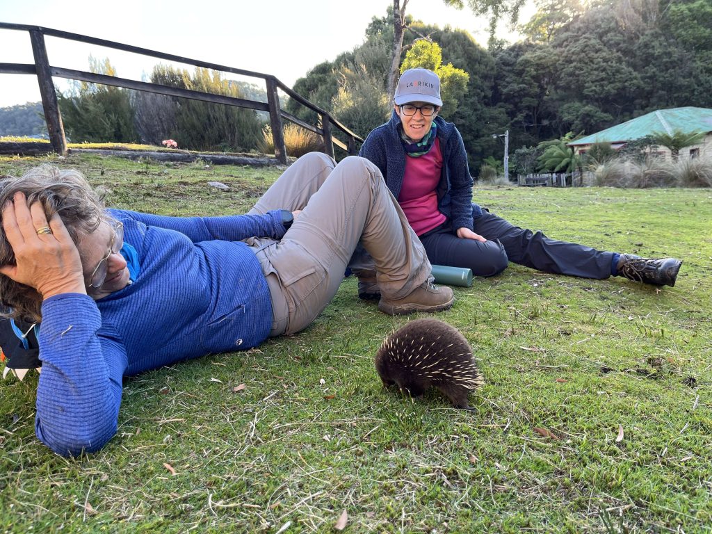 Tarkine Wombats | Park Trek