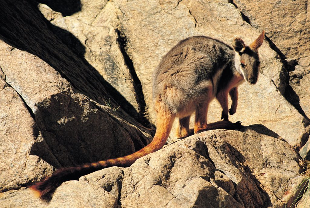 Yellow-Footed Rock-Wallaby | Park Trek Yellow-Footed Rock-Wallaby Ikara - Flinders Ranges