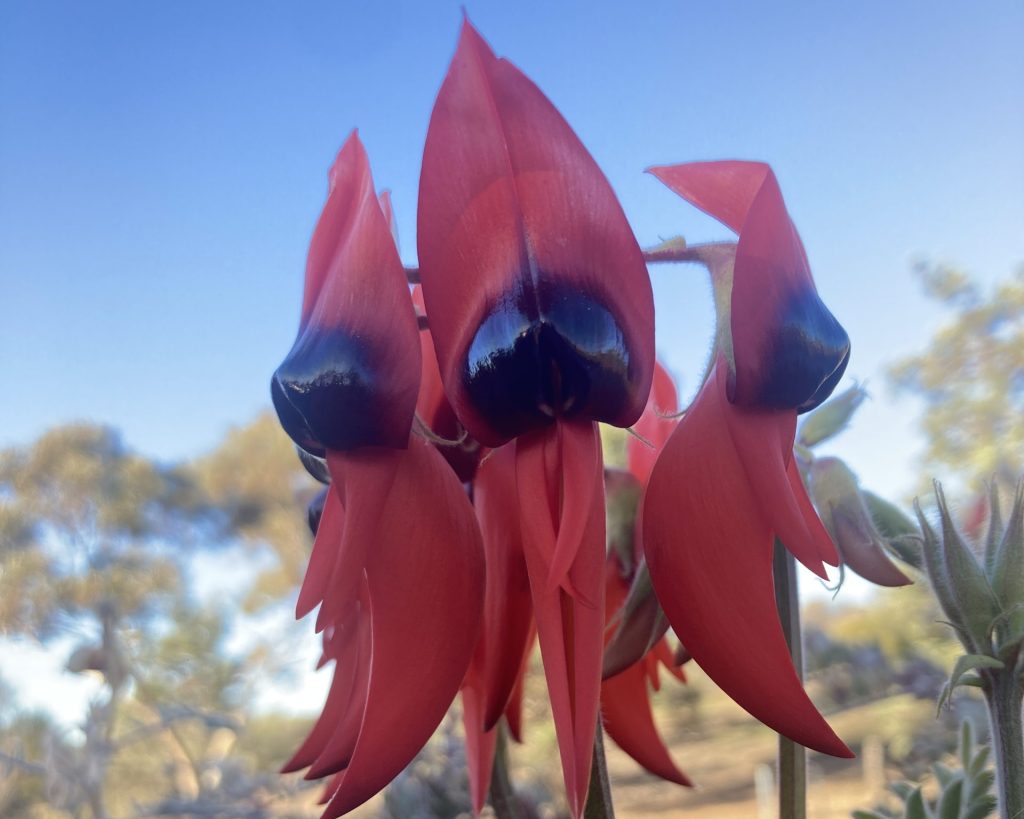Sturt Desert Pea Ikara Flinders Ranges Walk | Park Trek Sturt Desert Pea Ikara Flinders Ranges Walk