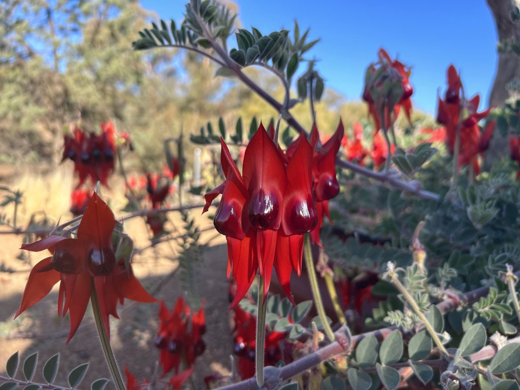 Sturt Desert Pea | Park Trek Sturt Desert Pea Ikara - Flinders Ranges Walk