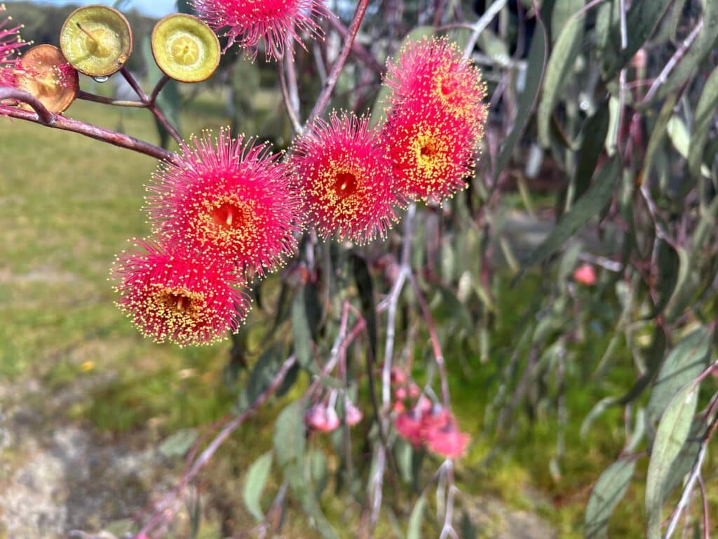 Grampians Gum FLowers | Park Trek Best Grampians Guided Walk Holiday