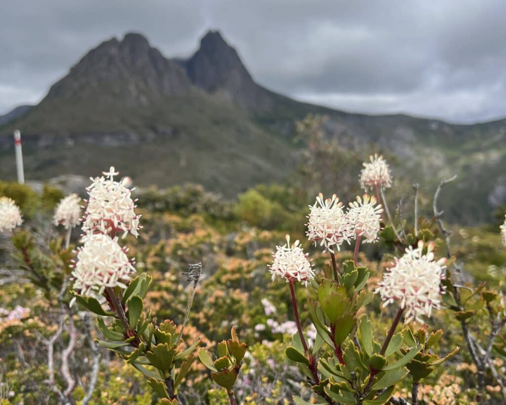 Cradle Mountain Testimonial