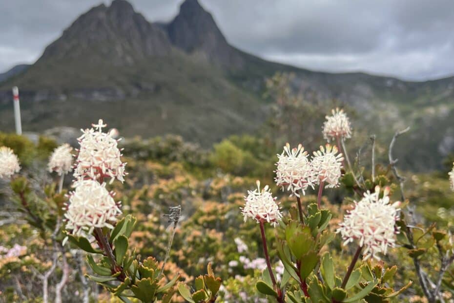 Cradle Mountain Testimonial Wildflowers