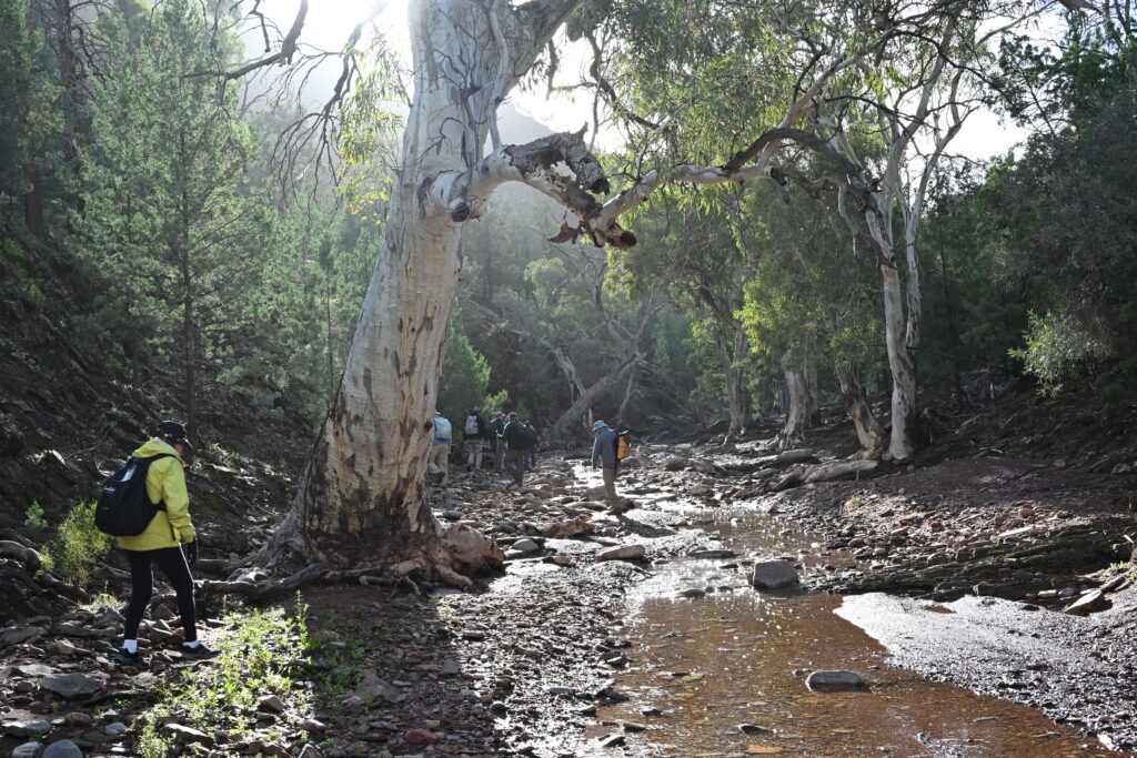 Flinders Ranges June 2026