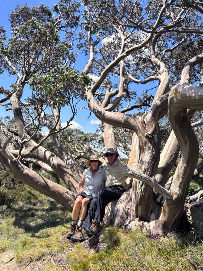 IMG_1164 | Park Trek Snowy Mountains snow gum trees