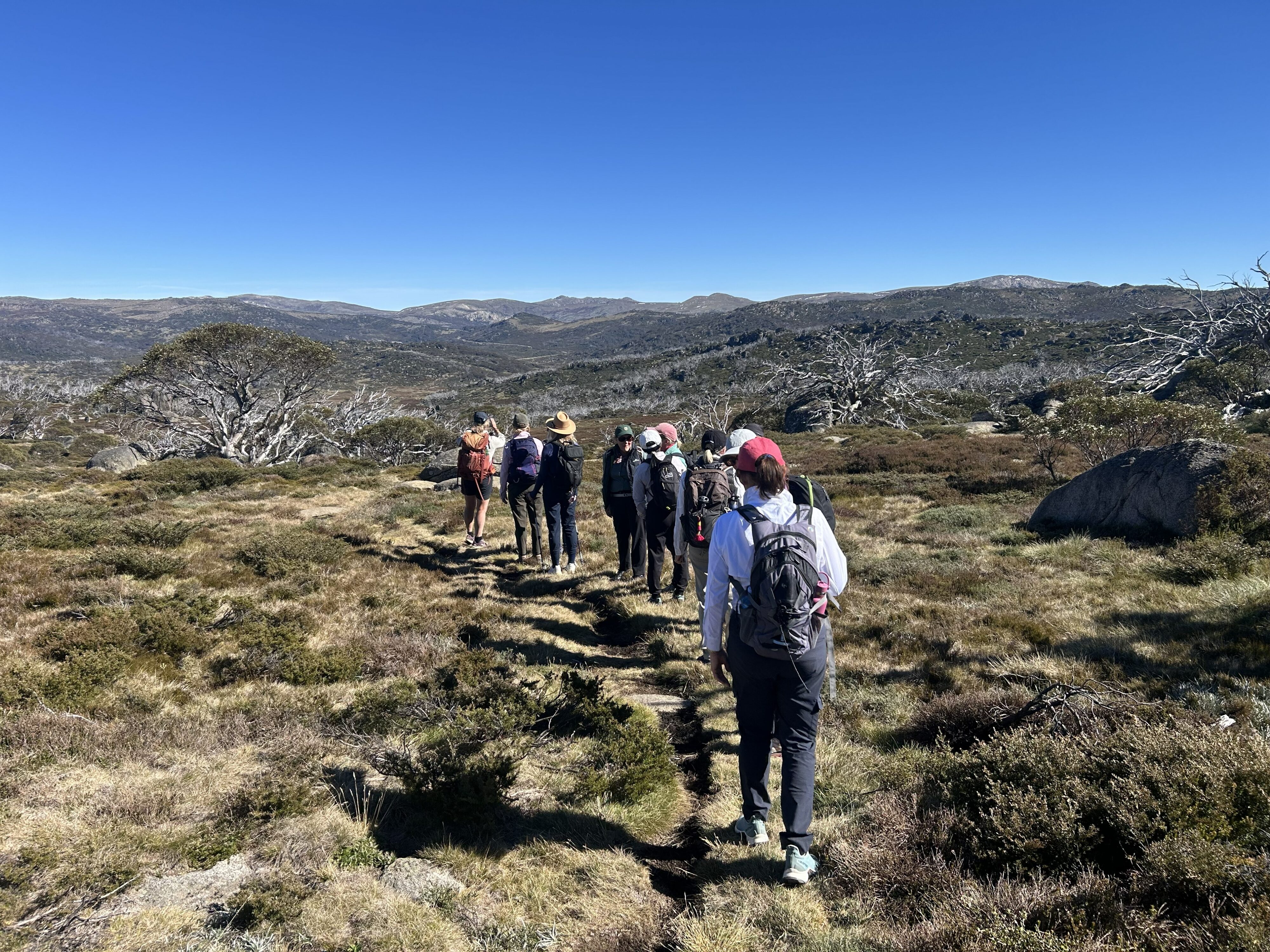 IMG_4935 | Park Trek Alpine meadows in the Snowy Mountains