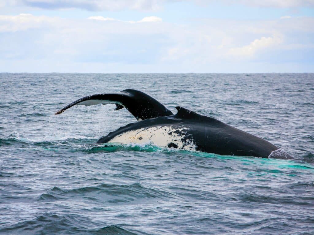 L2L Website Photos 17 | Park Trek Southern Right Whales