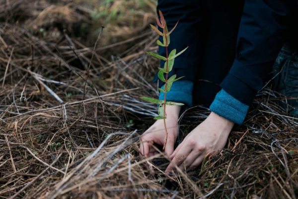 Greenfleet Tree Planting Day